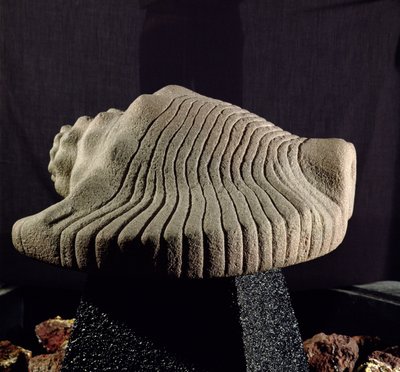 Sea Snail Shell by Aztec